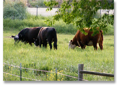 Oberg Brothers Beef, grass-fed,free-ranged