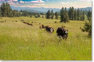 Oberg Brothers Beef, grass-fed,free-ranged